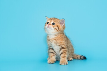 Small, beautiful, striped, Scottish kitten