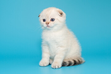Fototapeta na wymiar Scottish fold kitten white