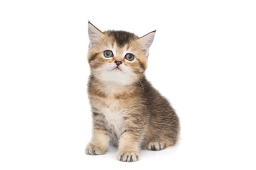 Small short-legged Scottish kitten