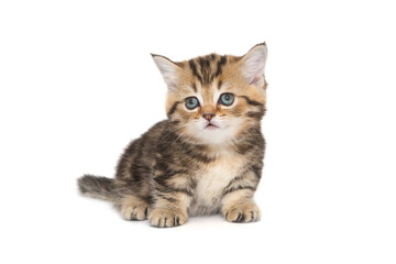 Fototapeta na wymiar Small striped Scottish kitten of golden color