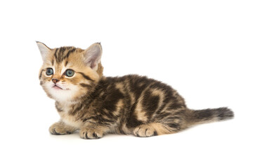 Small striped Scottish kitten of golden color