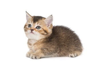 Small short-legged Scottish kitten