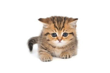 Small striped Scottish kitten of golden color