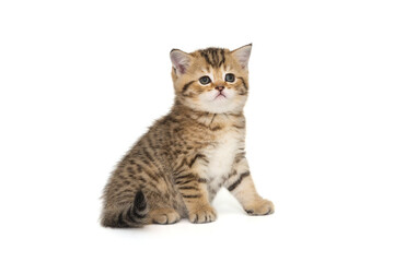Small striped Scottish kitten of golden color