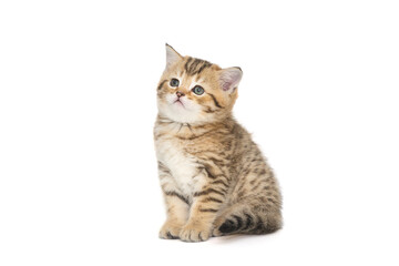 Small striped Scottish kitten