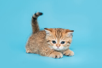 Fototapeta na wymiar Small, playful, striped, Scottish kitten