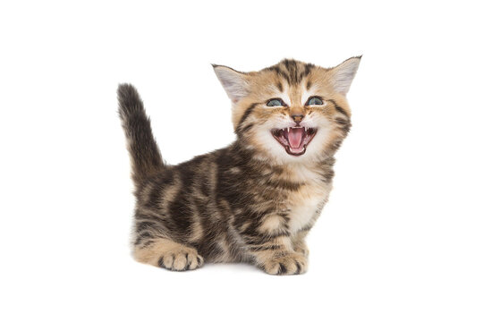 Funny Scottish kitten meows loudly
