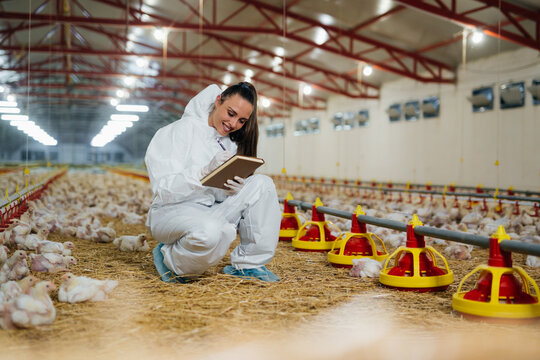 veterinarian working in chicken farm
