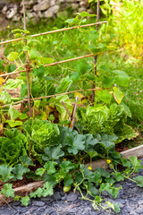 Cultures associées de légumes : choux chinois, melons, concombres, dans un potager familial