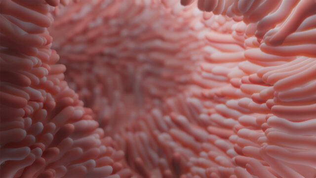 3d rendered medical illustration of intestinal villi