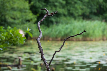 Ast eines abstorbenen Baumes vor einem Waldsee