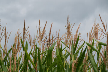 Maisblüten vor grauem Sommerhimmel