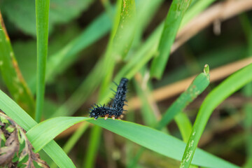 Tagpfauenauge-Raupe auf einem Grashalm