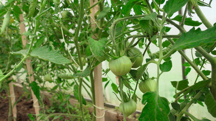 Image of unripen green tomatoes in greenhouse