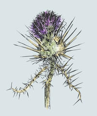 Freehand drawing with watercolor paints of wild thistle flower with thorns
