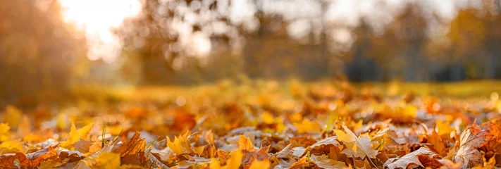 Deurstickers oranje herfstbladeren in park, herfst natuurlijke achtergrond © andreusK