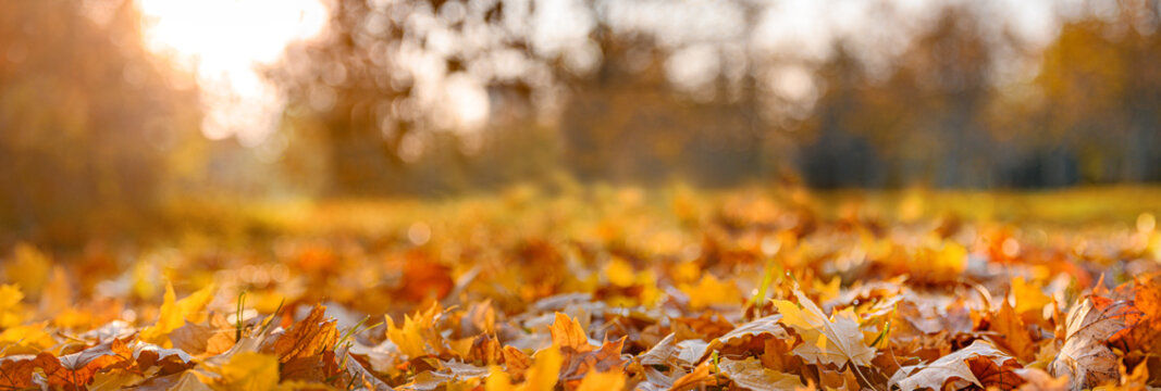 orange fall  leaves in park, autumn natural background