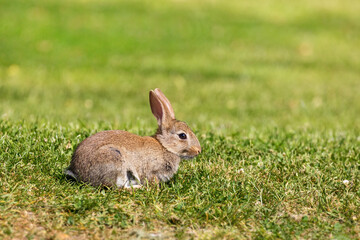 Wild European rabbit, oryctolagus cuniculus, on green grass background, Hampshire, UK