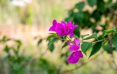 Bloomed bougainvillea pink flowers on a branch in the garden with soft bokeh background