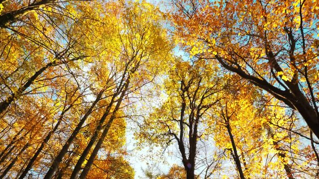 Moving under the canopy of autumn trees with beautiful yellow and orange leaves and blue sky, worms eye view