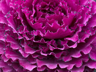 Close up of decorative cabbage, ornamental cabbage plants.
