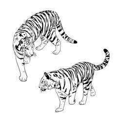 Fototapeta na wymiar Two tigers black silhouettes on white background chinese tiger simple realistic sketch hand ink drawing vector illustration