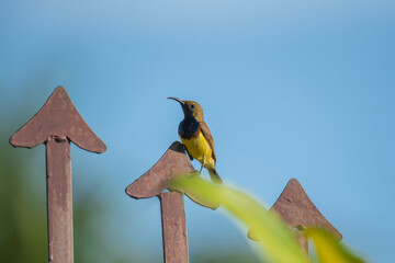 Olive backed Sunbird on fence in the garden.
