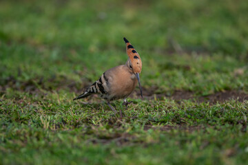 Eurasian Hoopoe (Upupa epops) feeding on grass