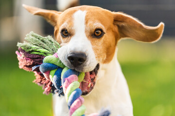 Beagle dog run outside towards the camera with colorful toy. Sunny day dog fetching a toy.
