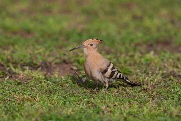 Eurasian Hoopoe (Upupa epops) feeding on grass