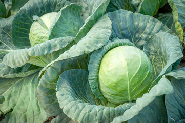 white cabbage ripe on a white background and in the beds