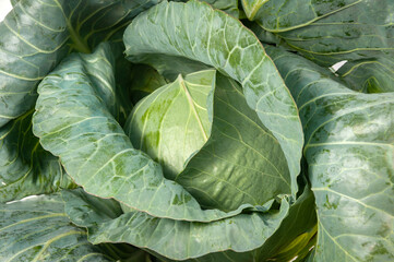 Obraz premium white cabbage ripe on a white background and in the beds