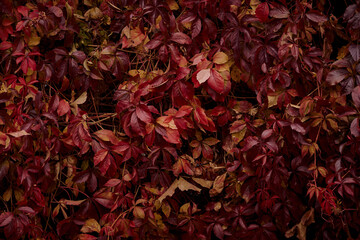 Autumn leaf background. Autumn colors