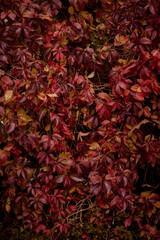 Autumn leaf background. Autumn colors