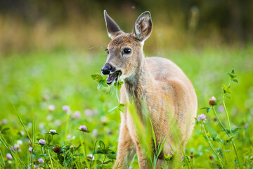 Young adult white-tailed deer eating on a clover field during autumn in Southern Finland