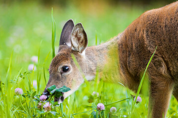 Young adult white-tailed deer eating on a clover field during autumn in Southern Finland