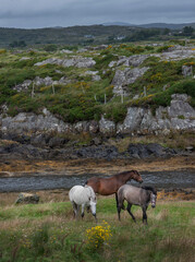 Horses Ireland peet and heather fields. Mountains. Connemara. 