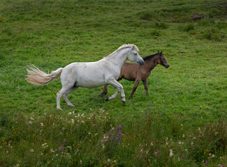 Running Horses. Ireland  Mountains. Connemara. 