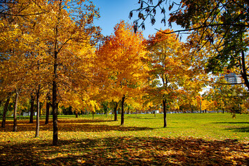Plakat autumn trees in park