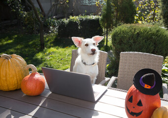 funny white dog sits at a table in front of a laptop next to beautiful orange pumpkins. Preparing for Halloween. office at home, freelance, humor