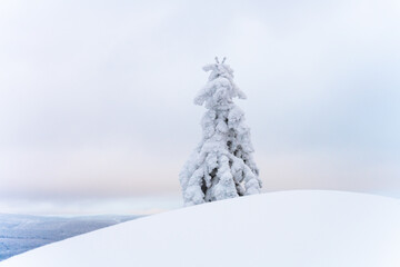 Small tree covered by new snow. Winter fairytale photography. Idyllic wintertime in mountains