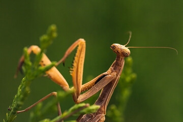 Brown praying mantis on tree. Mantis religiosa insect macro.