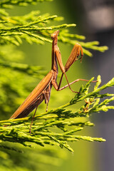 Brown praying mantis on tree. Mantis religiosa insect macro.
