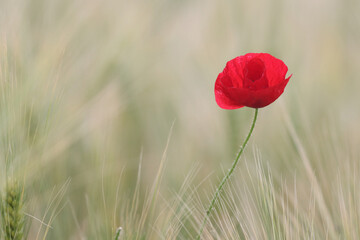 red poppy flower