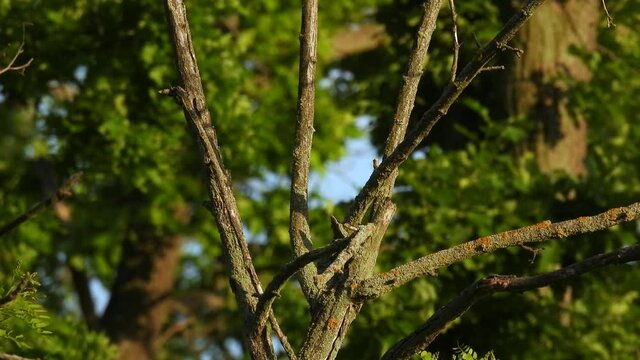 common cuckoo (cuculus canorus) sits on a tree branch on a blurred green background and flies away. natural sound