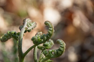 close up of fern leaf