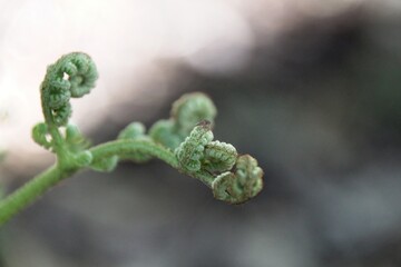 close up of fern leaf