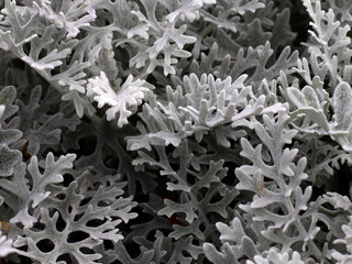 plant with silver leaves. Macro shot of Jacobaea maritima (silver ragwort) (formerly known as Senecio cineraria) growing in greenhouse