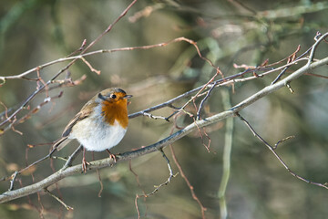 single robin at a sunny and cold winterday on a tree