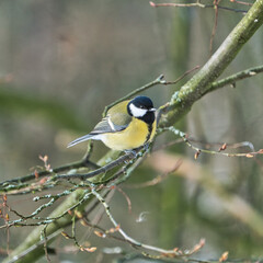 Fototapeta premium one greathungry great tit in the winter tit on a tree at a cold and sunny winter day